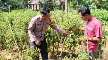Dari Kebun Tomat Desa Basoka, Polsek Rubaru Sumenep Ikut Menjaga Ketahanan Pangan Nasional