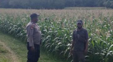 Jaga Ketahanan Pangan di Wilayah Kepulauan, Polsek Kangean Sumenep Turun Langsung Pantau Pertumbuhan Jagung Milik Warga