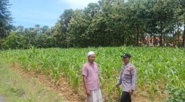 Bhabinkamtibmas Polsek Prenduan Polres Sumenep Monitor Tanaman Jagung