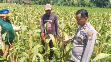 Polsek Dasuk Polres Sumenep Intensif Pantau Tanaman Jagung