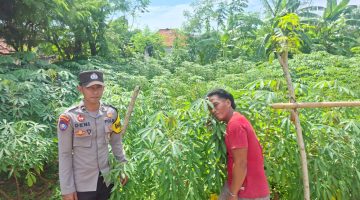 Polsek Kangayan Sumenep Sapa Petani Singkong, Dorong Pemanfaatan Pekarangan untuk Wujudkan Ketahanan Pangan