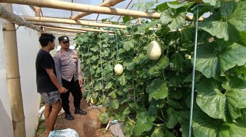 Dukung Asta Cita, Polisi Sumenep Cek Langsung Perkembangan Melon Warga