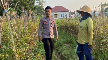 Bukan Hanya Jaga Kamtibmas, Bhabinkamtibmas Pasongsongan Sumenep Kini Ikut Menjaga Ketahanan Pangan