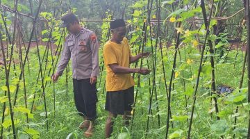Menjaga Kamtibmas, Mengawal Ketahanan Pangan; Langkah Ganda Bhabinkamtibmas Romben Barat Sumenep