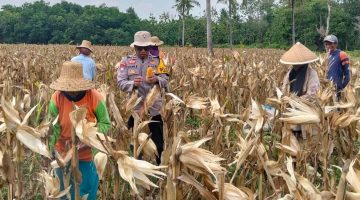 Polres Sumenep Turun ke Sawah Dampingi Panen Jagung Demi Ketahanan Pangan Nasional