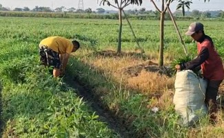 Dari Ruang Kelas ke Lahan Hijau, Kepala SMP di Pemalang Raup Jutaan Rupiah dari Kangkung Organik