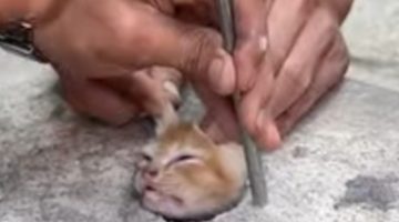 Kepala Anak Kucing Tersangkut di Cor Beton, Aksi Heroik Tim Damkar Berhasil Selamatkan Si Meong