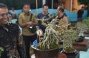 Dandim 0827/Sumenep Letkol Inf. Citra Persada secara resmi membuka Pameran dan Kontes Bonsai Lokal Terbuka se-Jawa Timur di Desa Tengedan, Kecamatan Batuputih, Kabupaten Sumenep, yang diikuti ratusan peserta dan menampilkan 635 bonsai terbaik dari berbagai daerah.