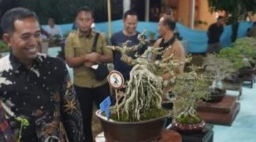 Dandim 0827/Sumenep Letkol Inf. Citra Persada secara resmi membuka Pameran dan Kontes Bonsai Lokal Terbuka se-Jawa Timur di Desa Tengedan, Kecamatan Batuputih, Kabupaten Sumenep, yang diikuti ratusan peserta dan menampilkan 635 bonsai terbaik dari berbagai daerah.