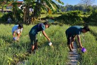 Ket Foto: Mahasiswa KKN Posko 12 Universitas Wiraraja bersama petani saat membantu penyiraman tanaman bawang di Desa Kambingan Timur, Minggu (9/8/2026).