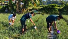 Ket Foto: Mahasiswa KKN Posko 12 Universitas Wiraraja bersama petani saat membantu penyiraman tanaman bawang di Desa Kambingan Timur, Minggu (9/8/2026).