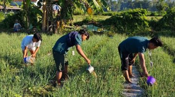 Ket Foto: Mahasiswa KKN Posko 12 Universitas Wiraraja bersama petani saat membantu penyiraman tanaman bawang di Desa Kambingan Timur, Minggu (9/8/2026).