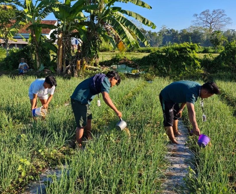 Ket Foto: Mahasiswa KKN Posko 12 Universitas Wiraraja bersama petani saat membantu penyiraman tanaman bawang di Desa Kambingan Timur, Minggu (9/8/2026).