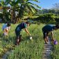 Ket Foto: Mahasiswa KKN Posko 12 Universitas Wiraraja bersama petani saat membantu penyiraman tanaman bawang di Desa Kambingan Timur, Minggu (9/8/2026).