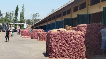 Jeritan Petani Bawang Merah Probolinggo Tercekik Plasi 35 Persen, DKUPP dan Diperta Malah Saling Lempar?